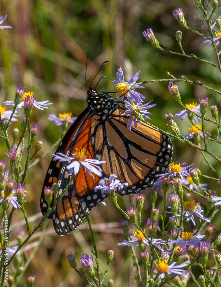Naklejka premium Monarch Butterfly on Aster