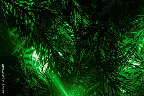 background of fir branches and green lights