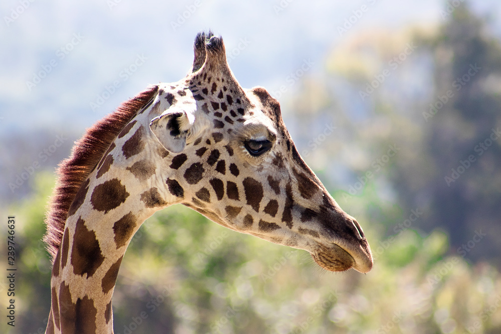 Obraz premium jirafas