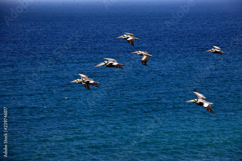 pelicans in flight in the reserve of Paracas in Peru