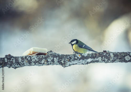 Great tit Parus Major on a tree in winter photo