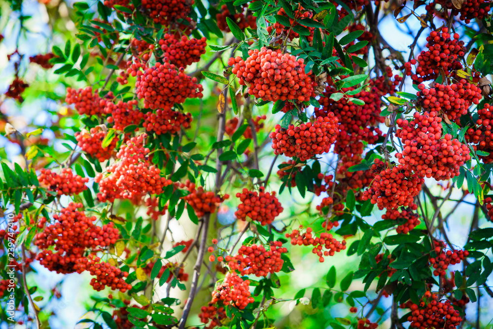 Rowan tree with berry against blue sky. Beautiful floral background of nature. Amazing nature