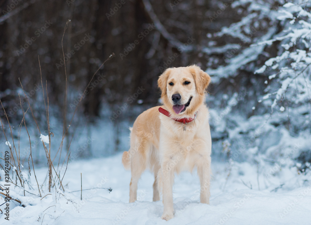 Close-up portrait of white retriever dog in winter background. Dog with his owner on winter walk.