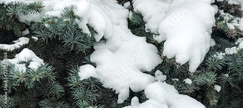 Winter and Christmas Background. Pine branch tree under snow. Fir-tree branches of conifer tree in snow for New Year close-up.