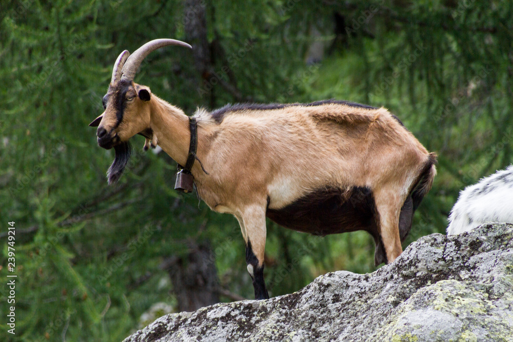 Valle Maggia (Canton Ticino, Svizzera)