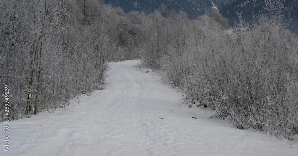 Fototapeta premium Winterwald