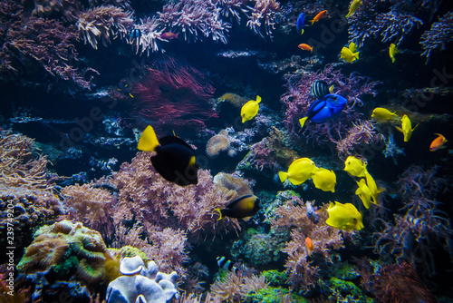 Fototapeta Naklejka Na Ścianę i Meble -  underwater coral reef landscape  with colorful fish
