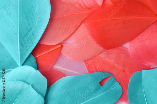Real feathers trend color living coral and cyan closeup. Color of the year 2019 Pattern for your Design.