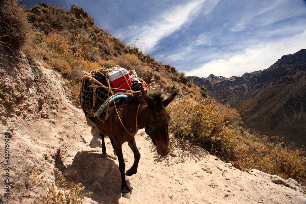 Peruvian animals, houses, country landscape, colca Canyon Peruvian animals, houses, country landscape, colca Canyon