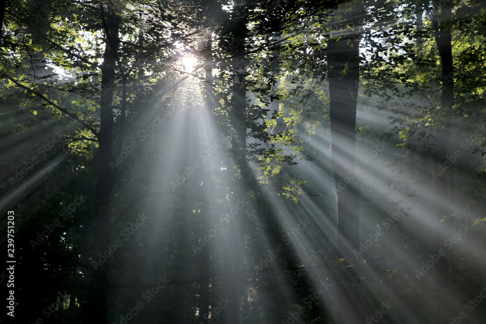 Obraz premium road in forest