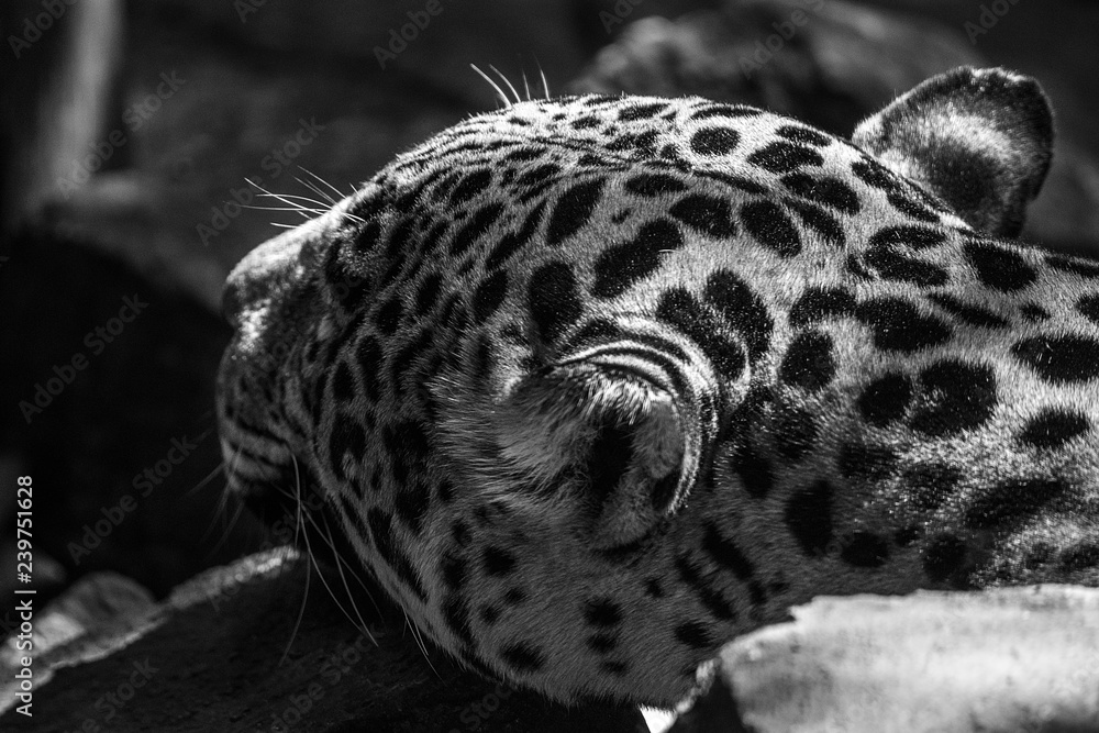 Naklejka premium felinos