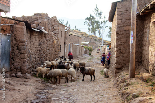 Peruvian animals, houses, country landscape, colca Canyon photo