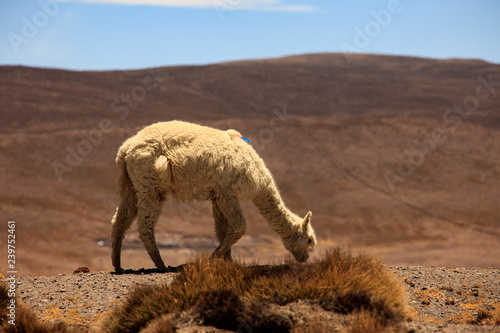 Alpacas in Peru. A pet that produces a very fine wool