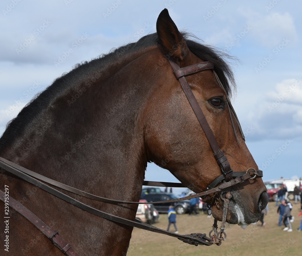 Obraz premium caballo