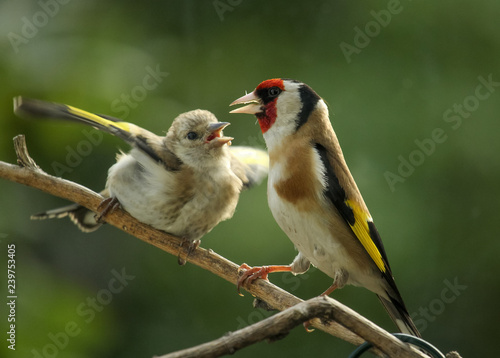 Distelfinken : Mutter und um Futter bettelndes Kind 