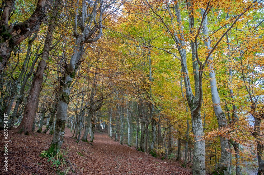 forest in autumn