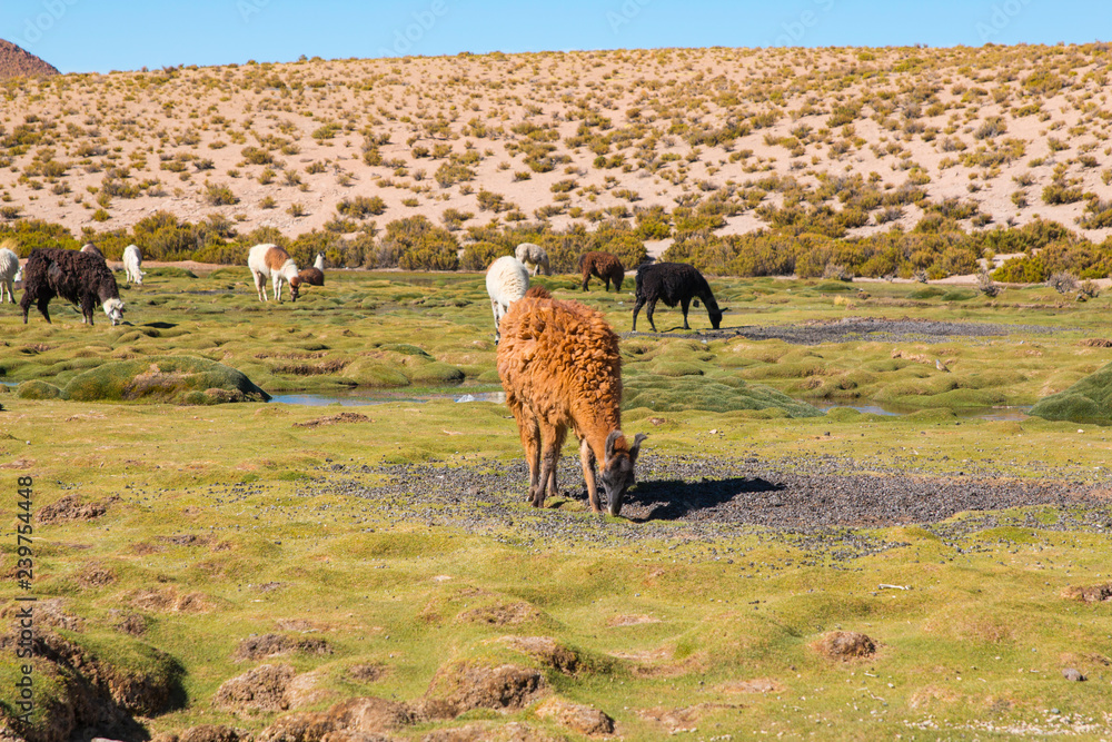 Fototapeta premium Llamas (Lama glama) early in the morning at high altitude in Bolivia.