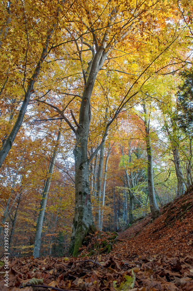 enchanted forest