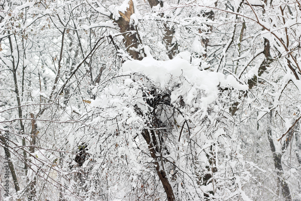 Fototapeta premium Snow covered trees woods forest bare winter white