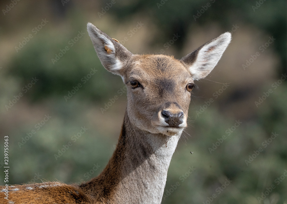 fallow deer female