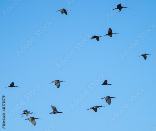 glossy ibis flying