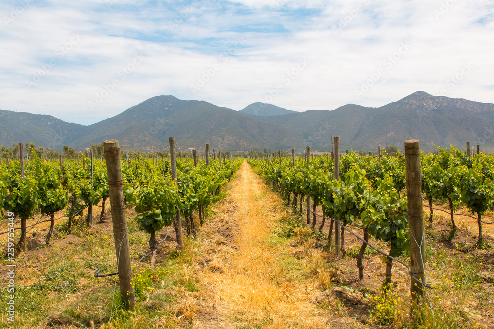 Organic vineyards with mountains