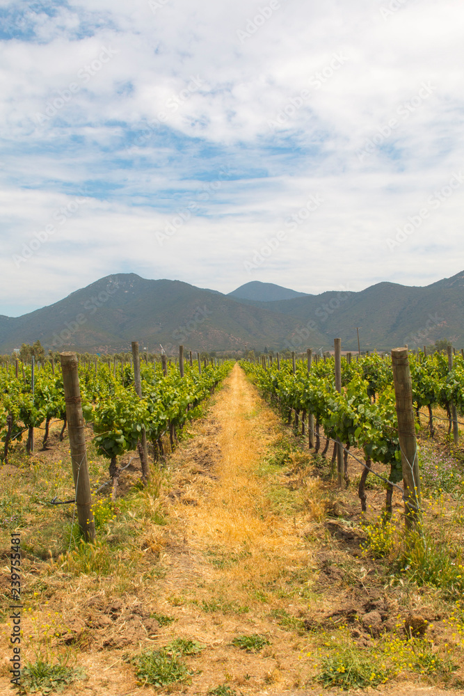 Organic vineyards with mountains
