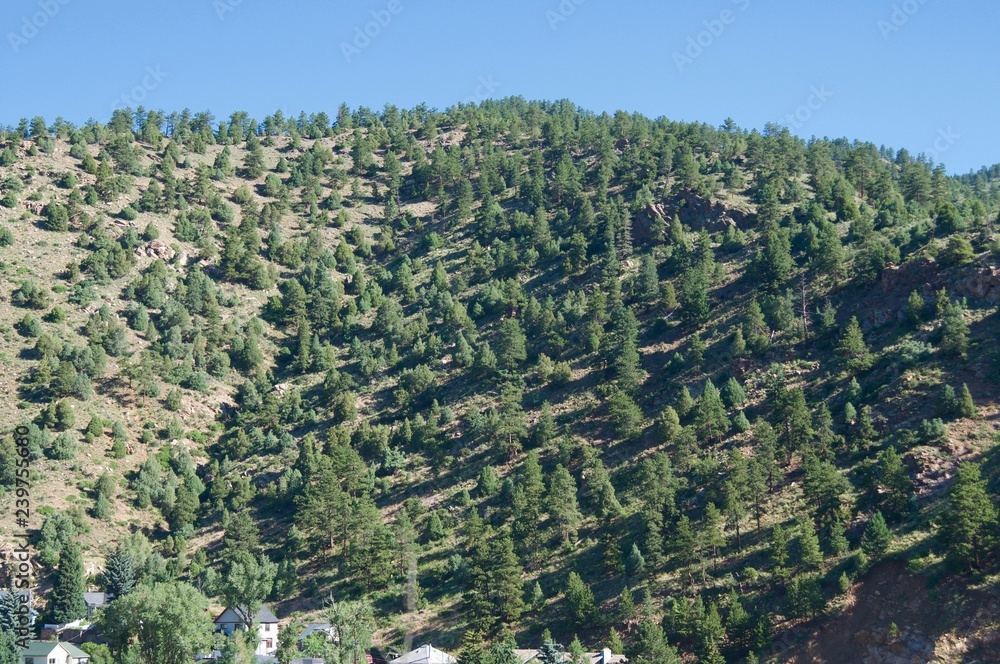Mountain Covered Trees