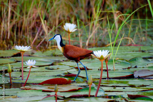 African Jacana - Chobe National Park - Botswana photo