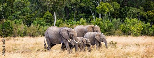 Photography African Elephant Family Web Banner