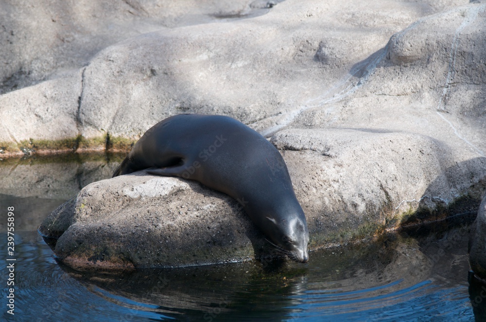 Fototapeta premium Sleep Seal
