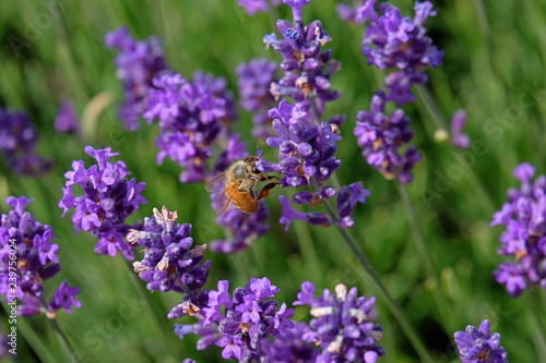 Lavender and Bees