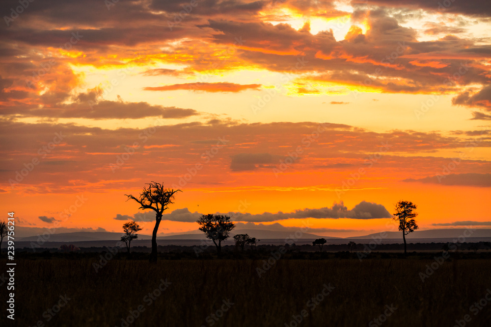 African Golden Orange Sunset Scene