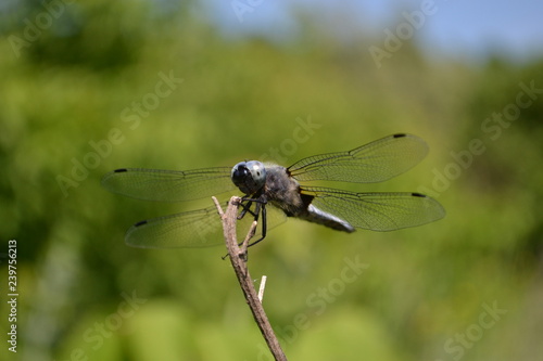 Dragonfly on a branch © Pavel