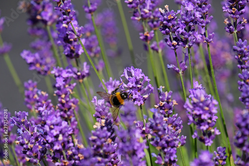 Lavender and Bees © ManHin