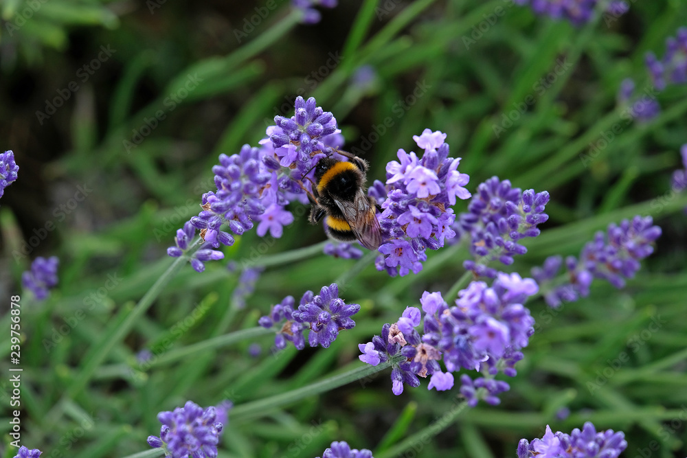 Lavender and Bees Lavender and Bees