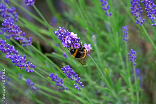 Lavender and Bees