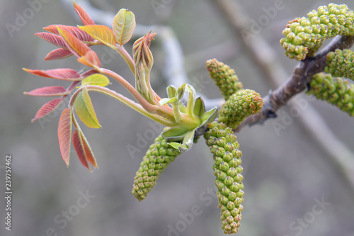 Branch of tree in spring