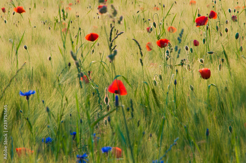 Naklejka premium a flowery meadow in the sun