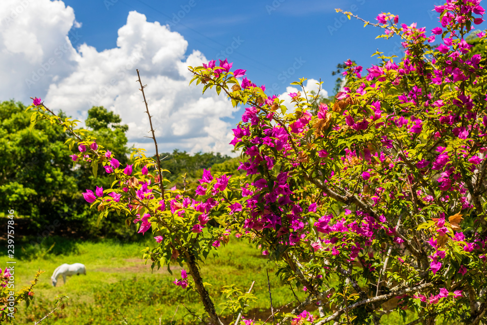 Obraz premium shrub with pink flowers