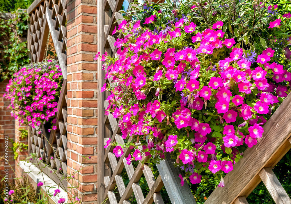 Purple flowers in the wooden frame background, garden decoration. Purple flowers in the wooden frame background, garden decoration.