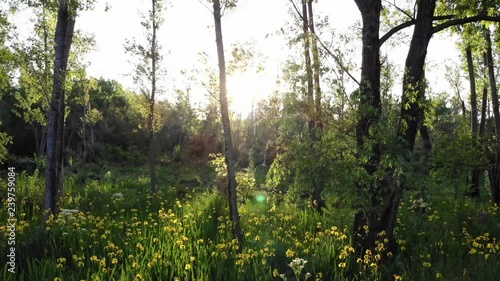 drone flight woods