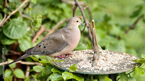 Mourning Dove