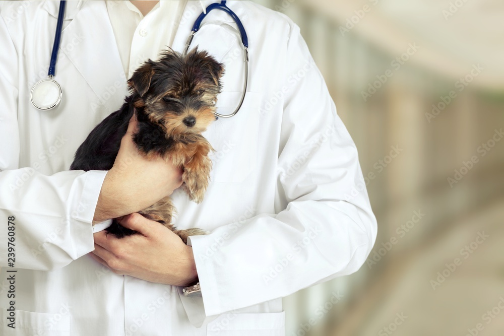Small cute dog examined at the veterinary doctor, close-up Small cute dog examined at the veterinary doctor, close-up