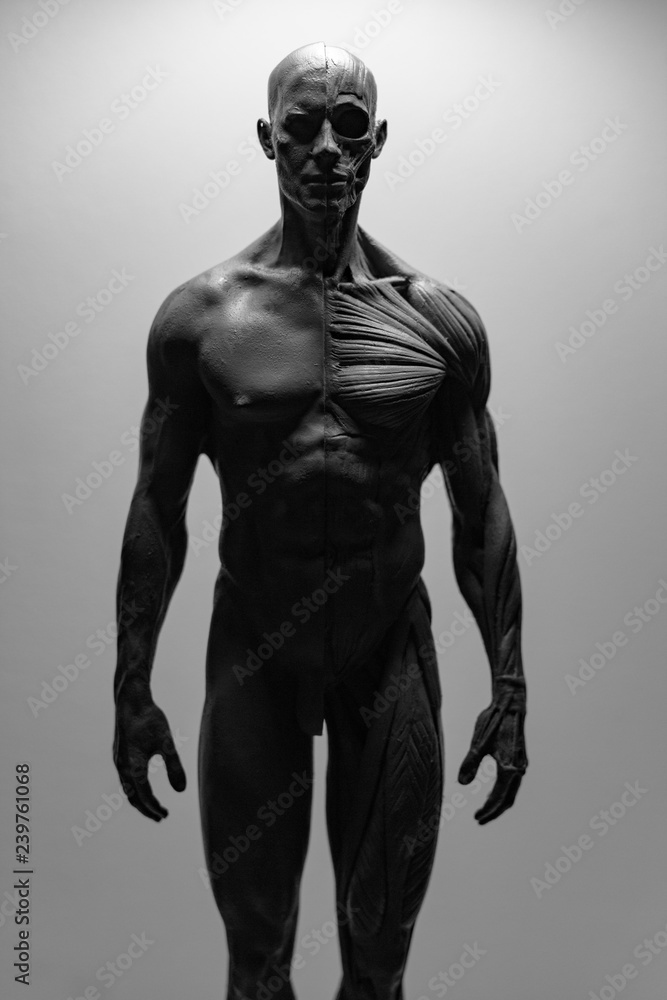 statue of a man, muscles anatomy statue of a man, muscles anatomy