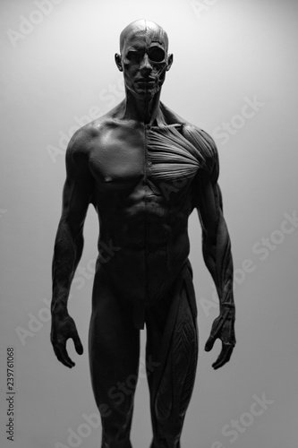 statue of a man, muscles anatomy