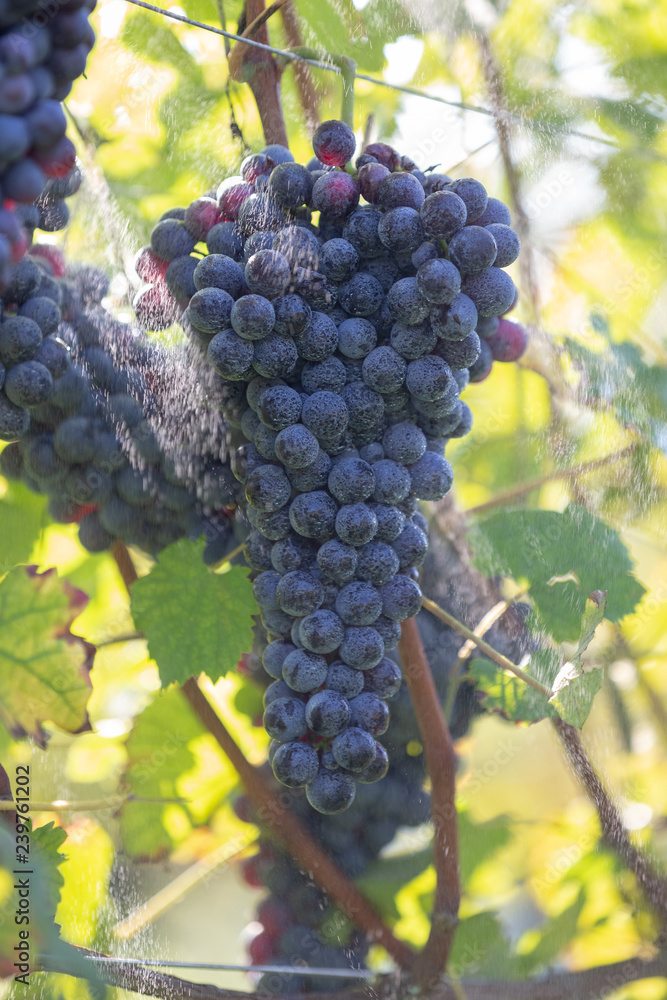 Fototapeta premium Fresh red grapes during autumn crop