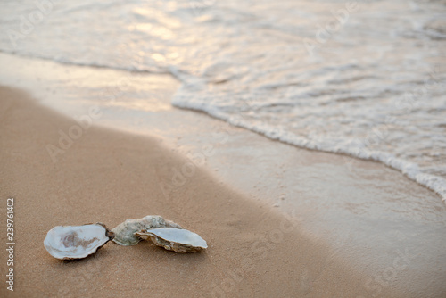 Oyster shells on the surf line with sand on the sea beach, as a concept of summer holidays, sea resort, spa.