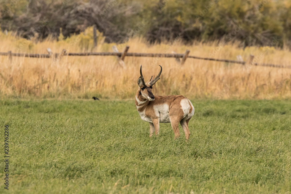 Naklejka premium Pronghorn Antelope Buck I