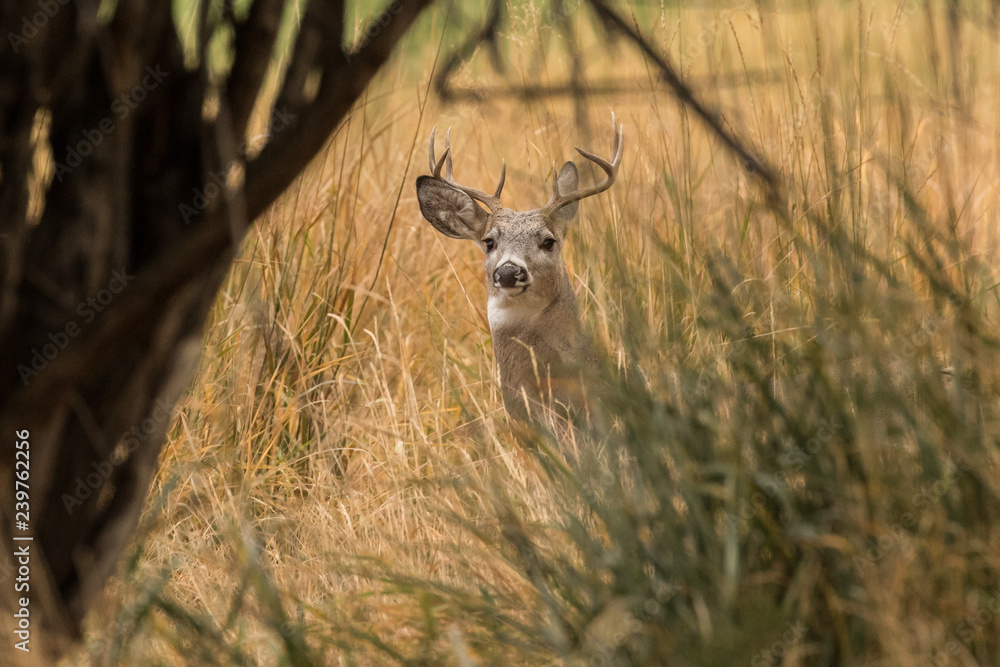 Naklejka premium Whitetail Buck I